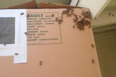 Stucco Wall Bee Removal