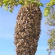 bee swarm rescue