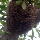 bee swarm rescue