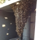 Young Bee Hive