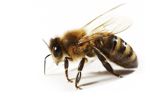 Why We Need To Save The Bees