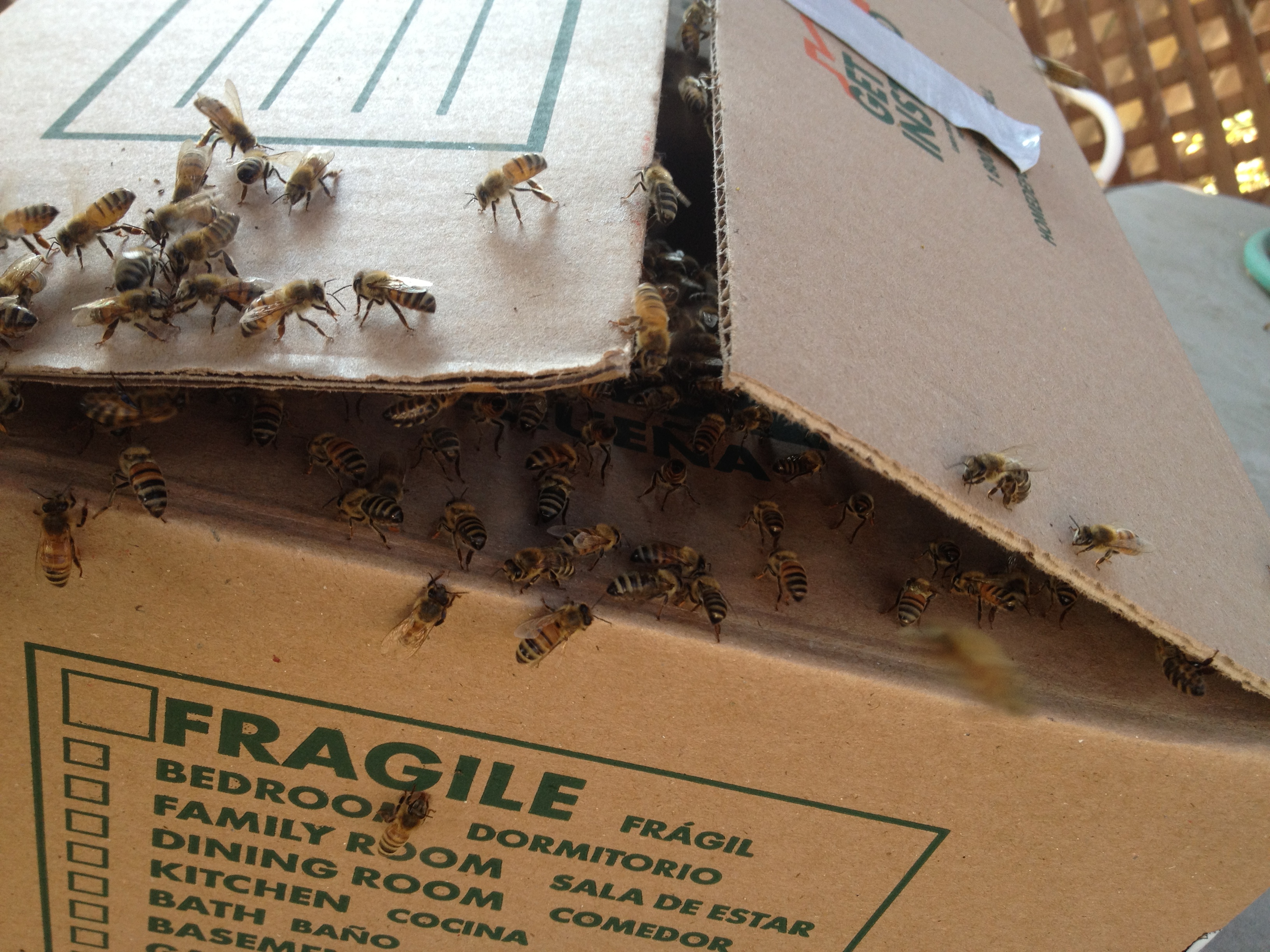 Questions To Ask Your Potential Bee Removal Company