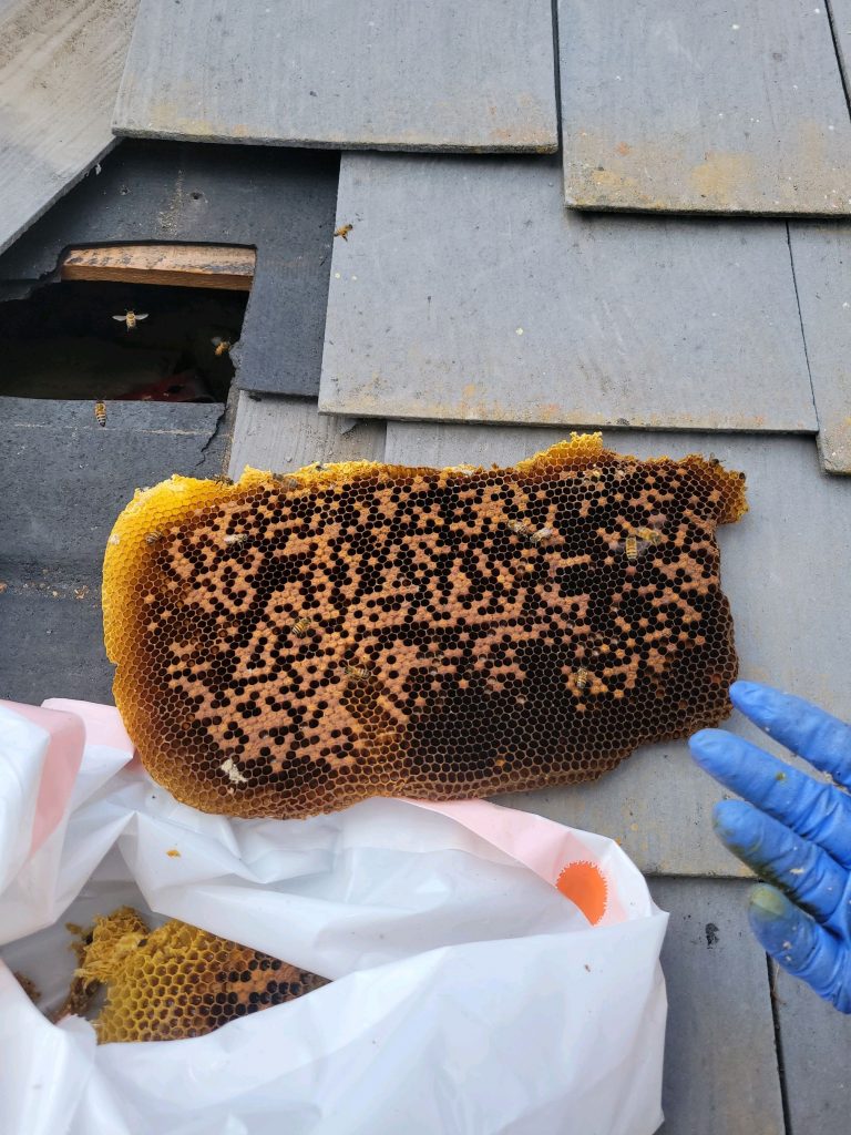 Bee Removal