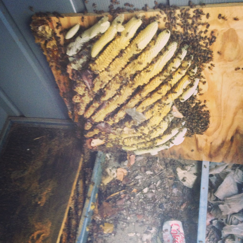 Bee Removal in Lemon Grove