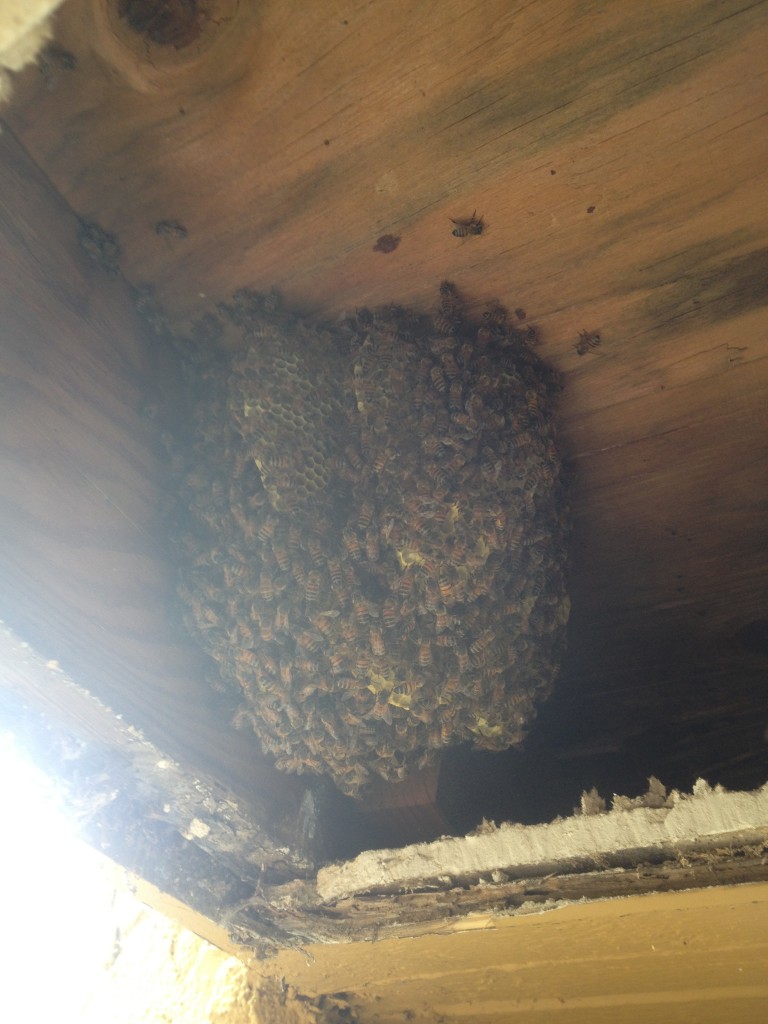 Bee Removal in Placentia