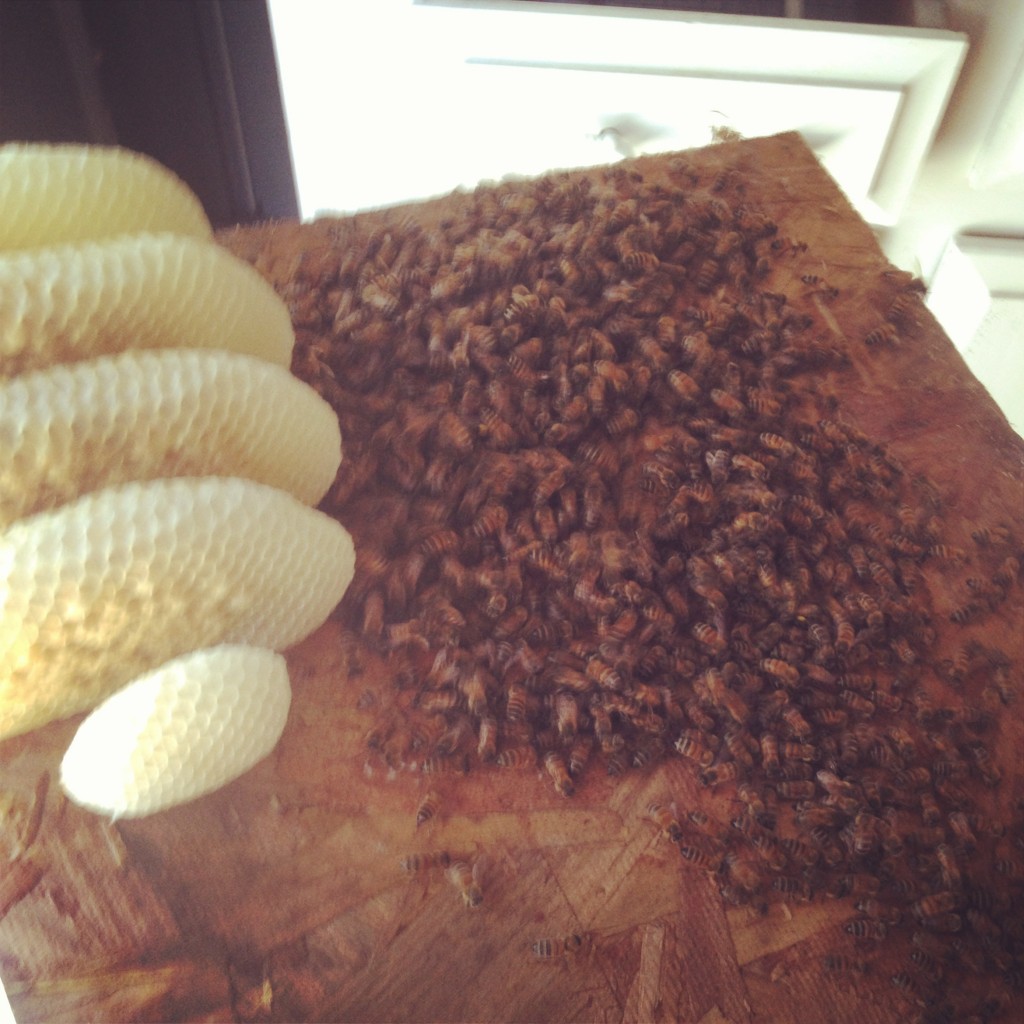 Bee Removal in Laguna Woods