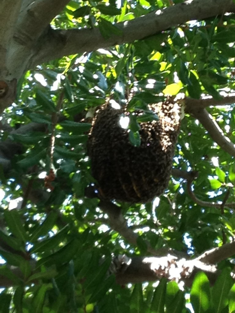 Bee Removal in Wildomar
